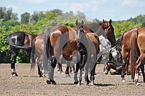 A herd of Trotter mares and foals in a paddock at Dubrovsky stud farmÂ â„–62 in Ukraine
